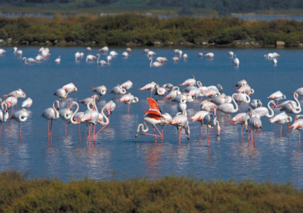 balade autour de l'étang du prevost avec Trottup
