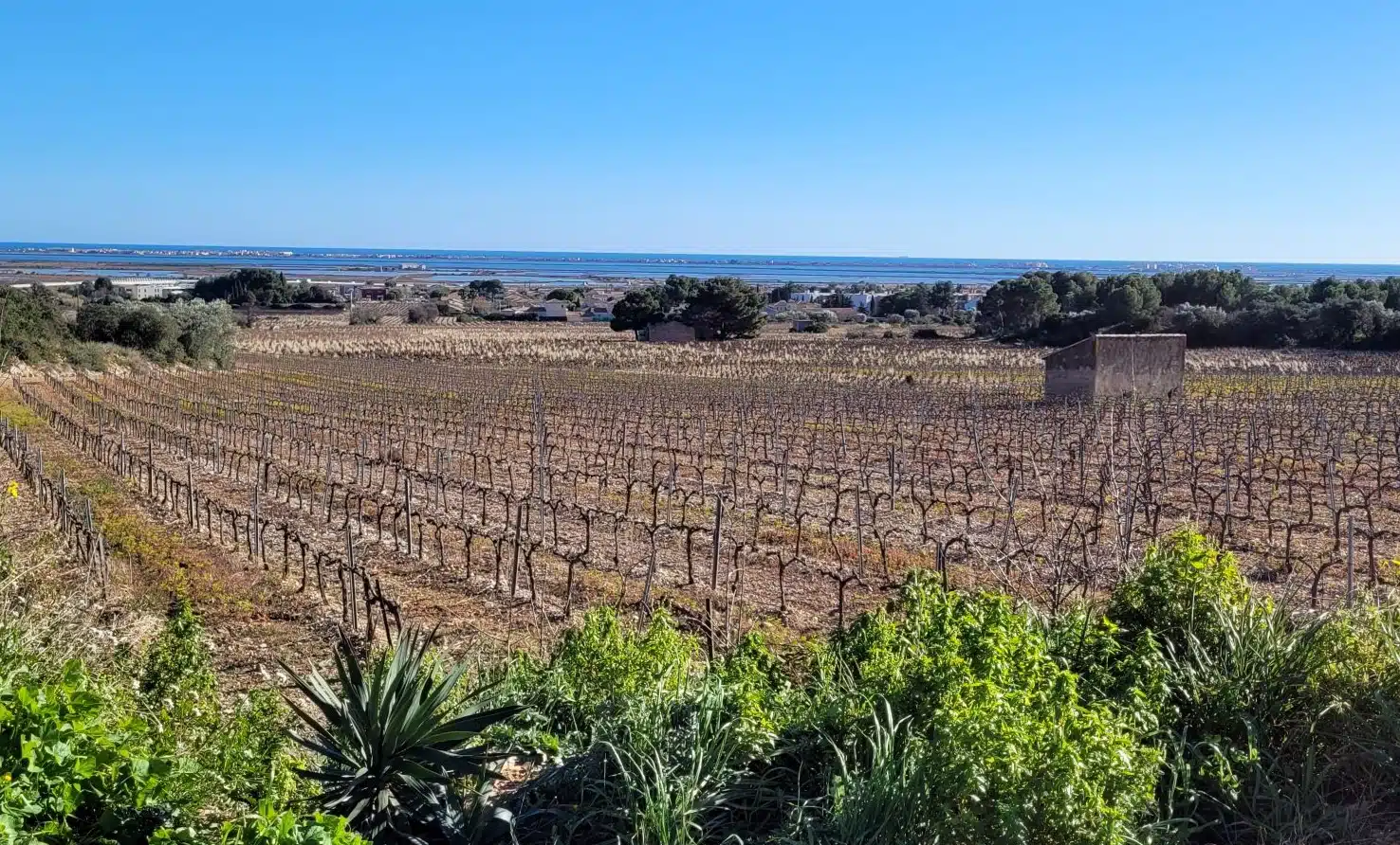 balade vigneronne du mas rouge à Frontignan avec Trottup